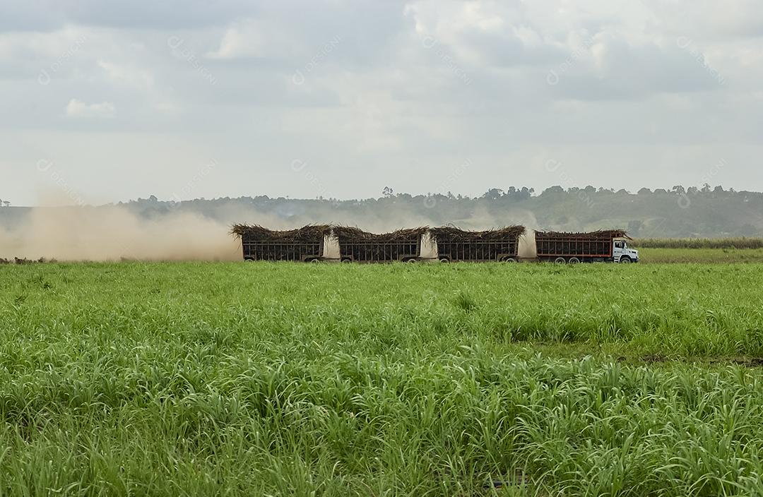 Caminhão carregado com cana-de-açúcar no canavial em Cruz do Espírito Santo, Paraíba