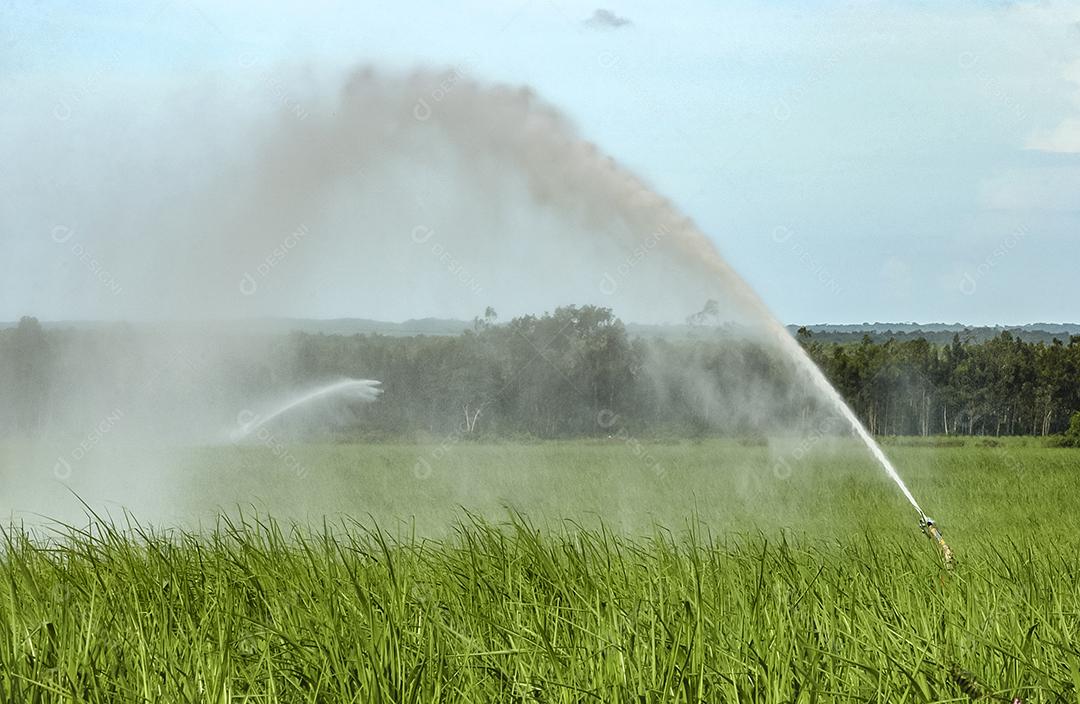 Canavial é irrigado com Mata Atlântica em segundo plano em Mamanguape, na Paraíba