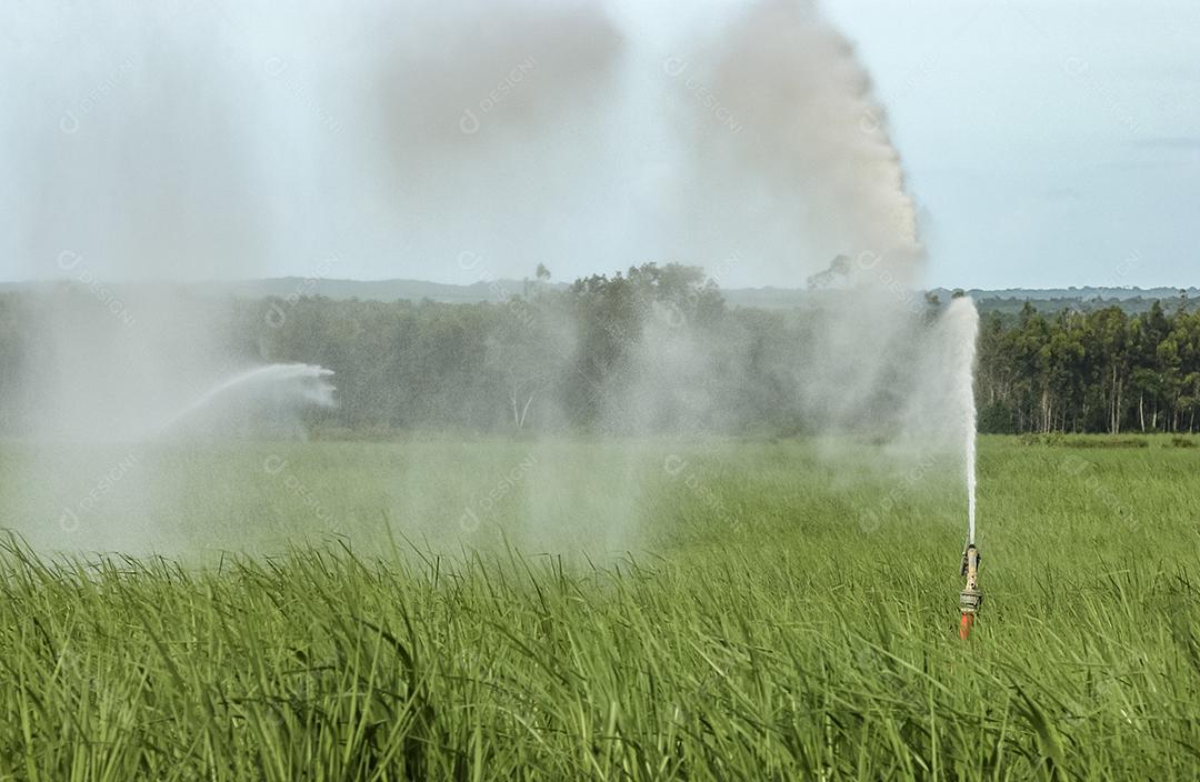 Canavial é irrigado com Mata Atlântica em segundo plano em Mamanguape, na Paraíba