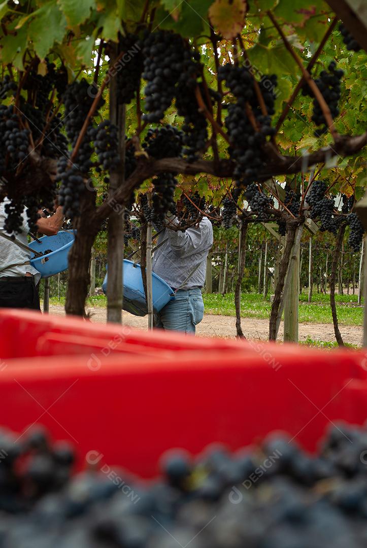 Agricultor colhe uvas de vinho durante colheita em Santa Catarina