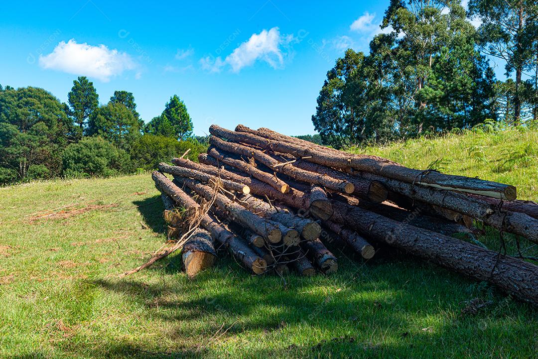 Reflorestamento de pinus elliot dentro de uma floresta na fazenda. Madeira