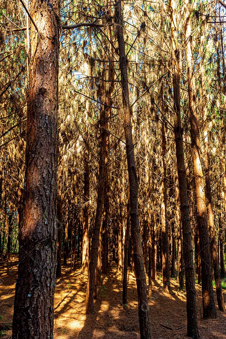 Reflorestamento de pinus elliot dentro de uma floresta na fazenda. Madeira