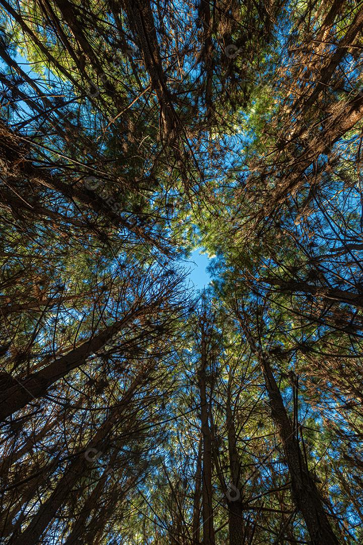 Reflorestamento de pinus elliot dentro de uma floresta na fazenda. Madeira