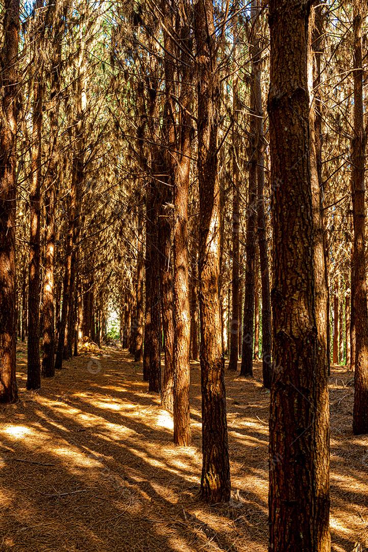 Reflorestamento de pinus elliot dentro de uma floresta na fazenda. Madeira