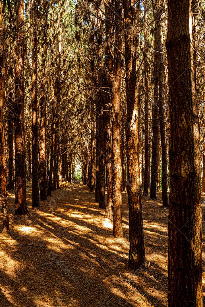 Reflorestamento de pinus elliot dentro de uma floresta na fazenda. Madeira