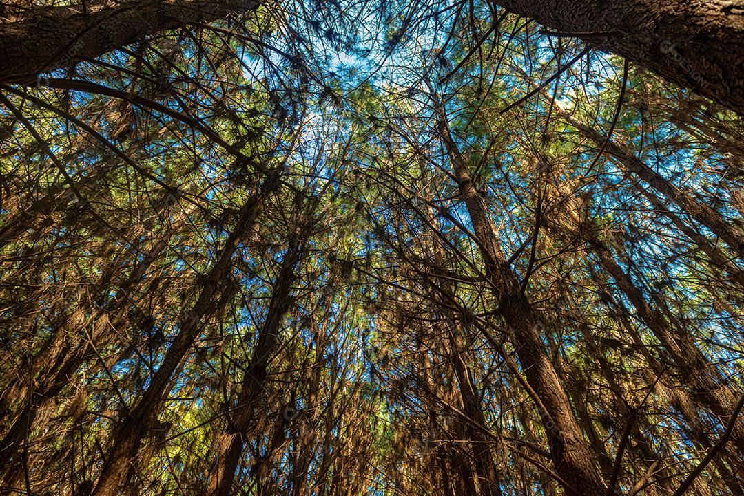 Reflorestamento de pinus elliot dentro de uma floresta na fazenda. Madeira