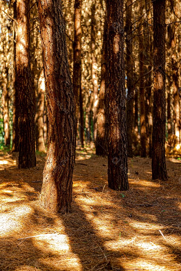 Reflorestamento de pinus elliot dentro de uma floresta na fazenda. Madeira