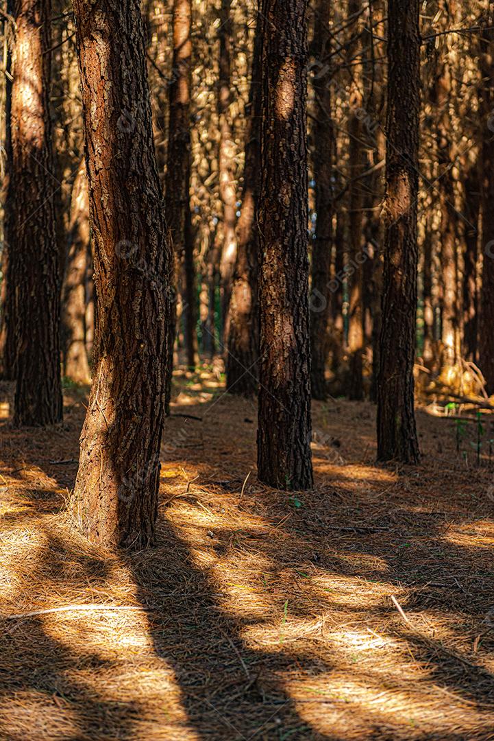 Reflorestamento de pinus elliot dentro de uma floresta na fazenda. Madeira