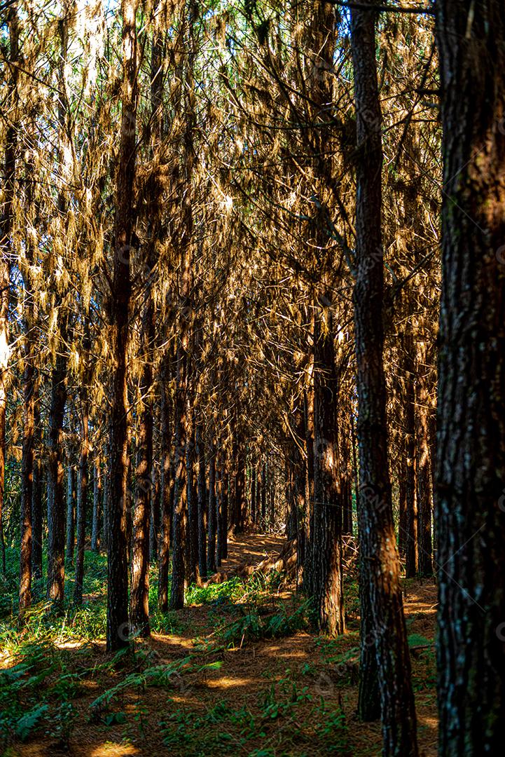 Reflorestamento de pinus elliot dentro de uma floresta na fazenda. Madeira