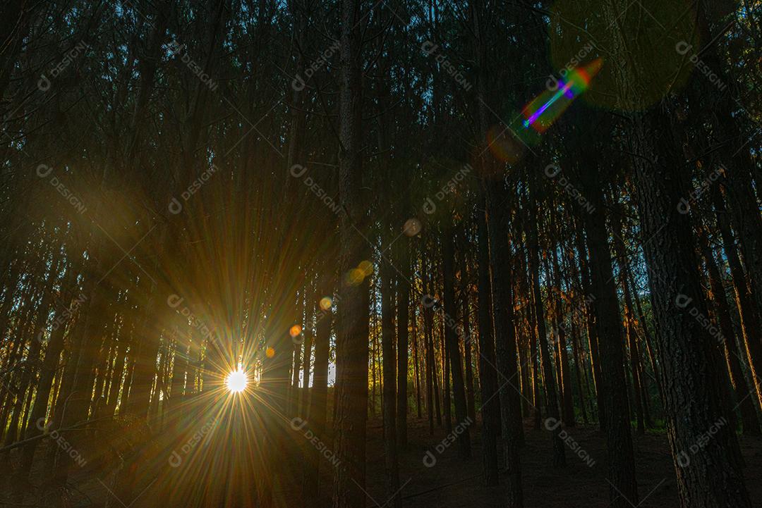 Reflorestamento de pinus elliot dentro de uma floresta na fazenda. Madeira