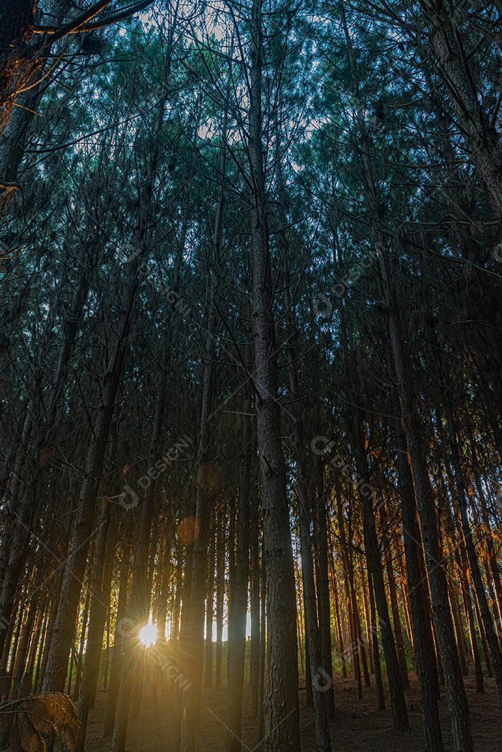 Reflorestamento de pinus elliot dentro de uma floresta na fazenda. Madeira
