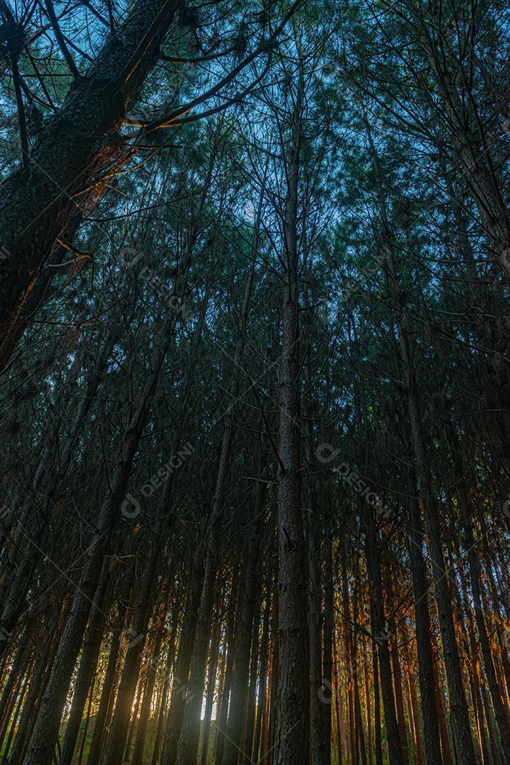 Reflorestamento de pinus elliot dentro de uma floresta na fazenda. Madeira