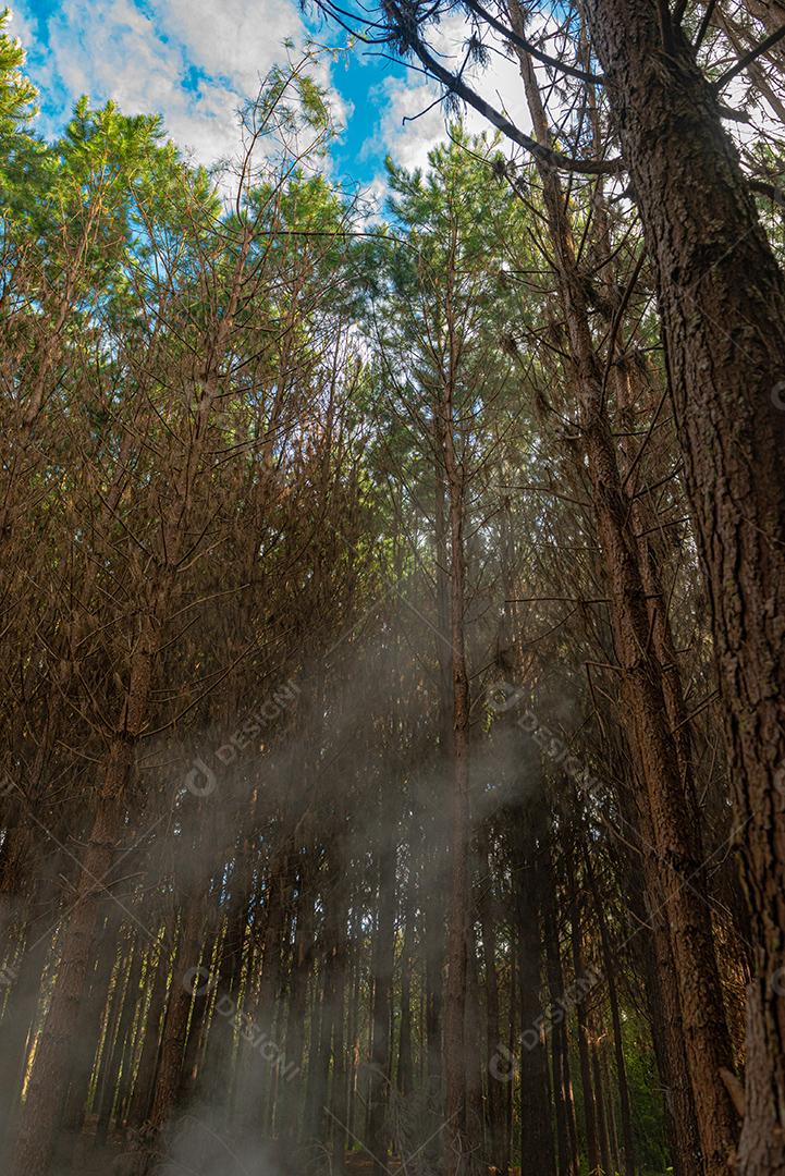 Reflorestamento de pinus elliot dentro de uma floresta na fazenda. Madeira