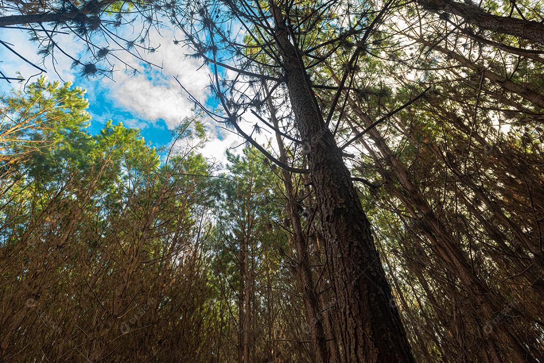 Reflorestamento de pinus elliot dentro de uma floresta na fazenda. Madeira