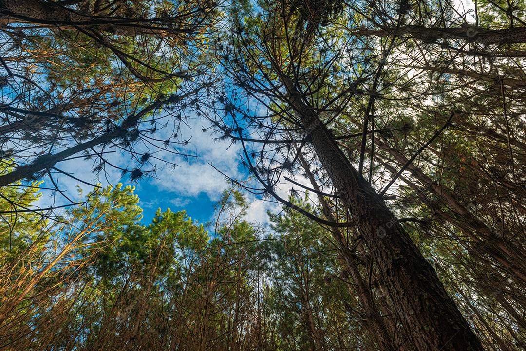 Reflorestamento de pinus elliot dentro de uma floresta na fazenda. Madeira