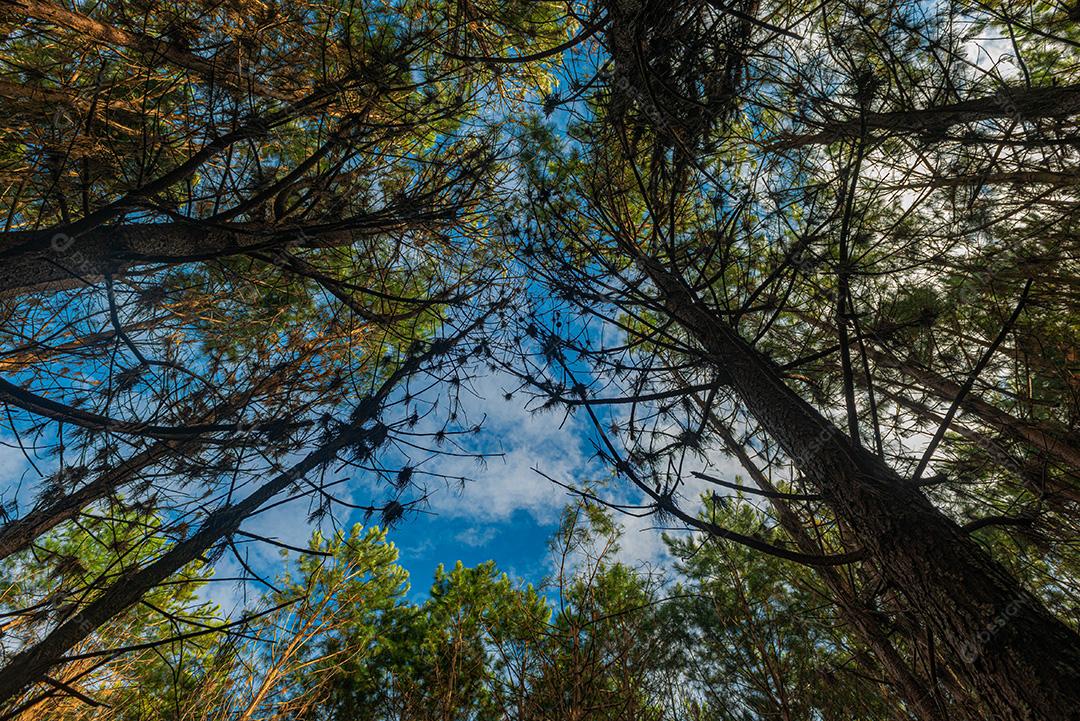 Reflorestamento de pinus elliot dentro de uma floresta na fazenda. Madeira