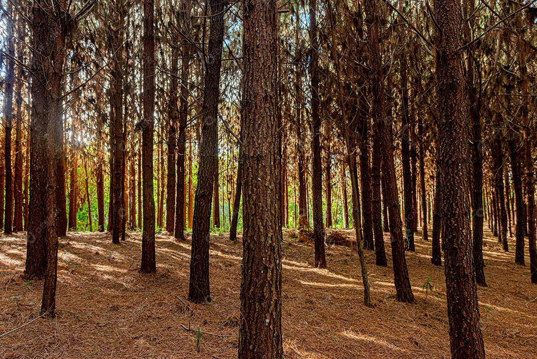 Reflorestamento de pinus elliot dentro de uma floresta na fazenda. Madeira