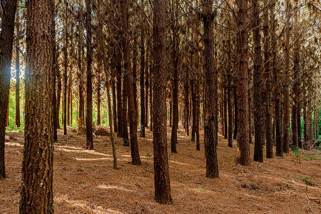 Colheita e produção de uva na serra catarinense