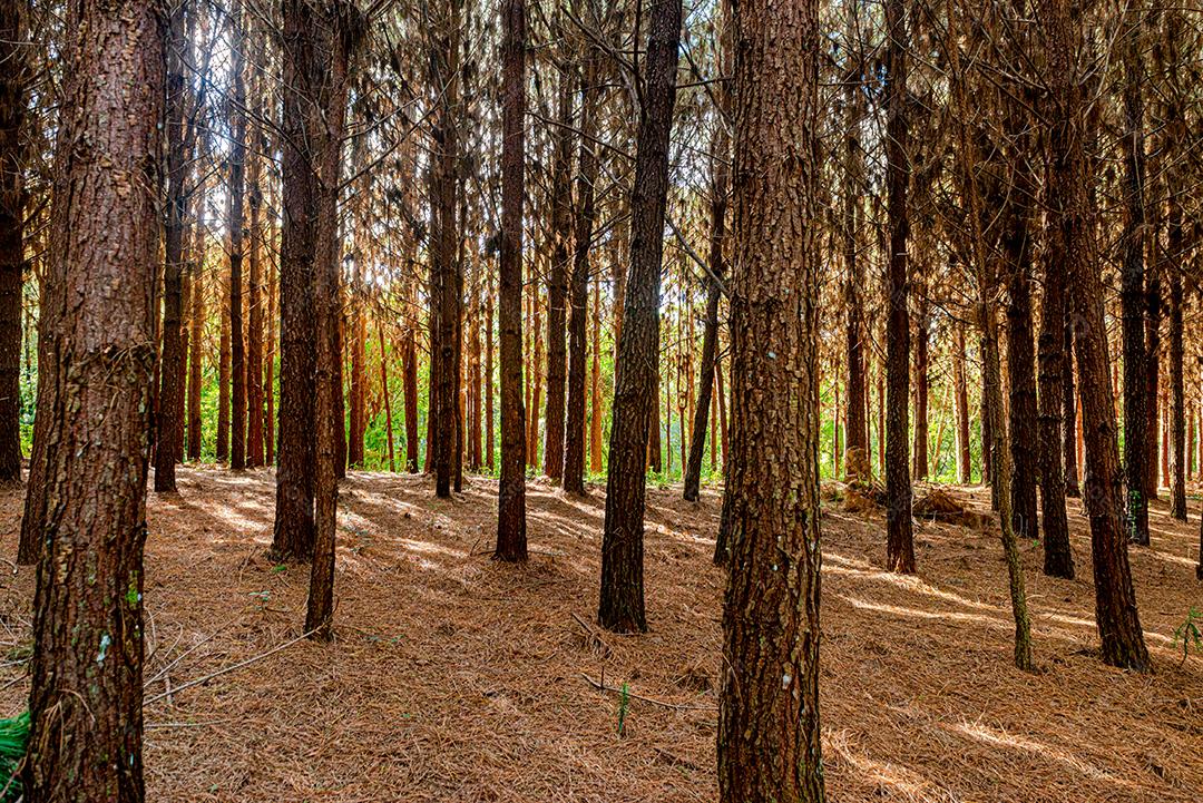 Reflorestamento de pinus elliot dentro de uma floresta na fazenda. Madeira