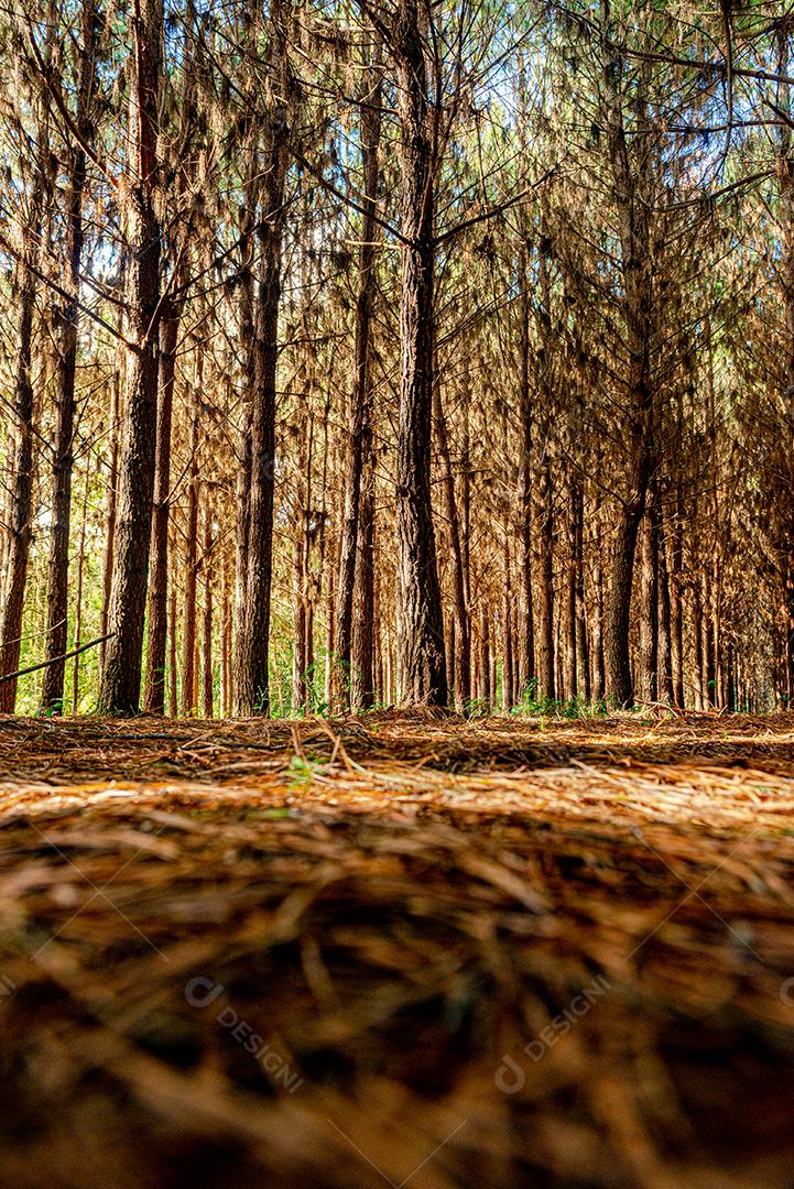 Reflorestamento de pinus elliot dentro de uma floresta na fazenda. Madeira