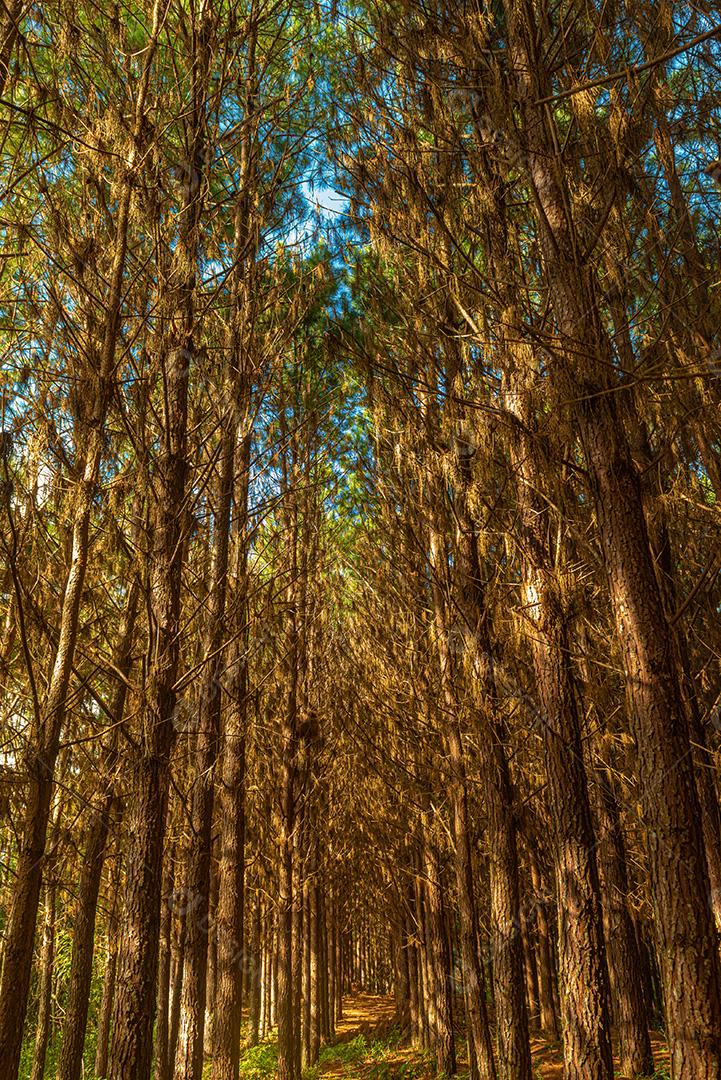 Reflorestamento de pinus elliot dentro de uma floresta na fazenda. Madeira