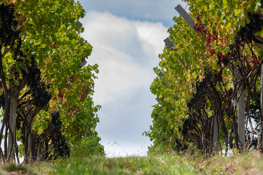 Colheita e produção de uva na serra catarinense