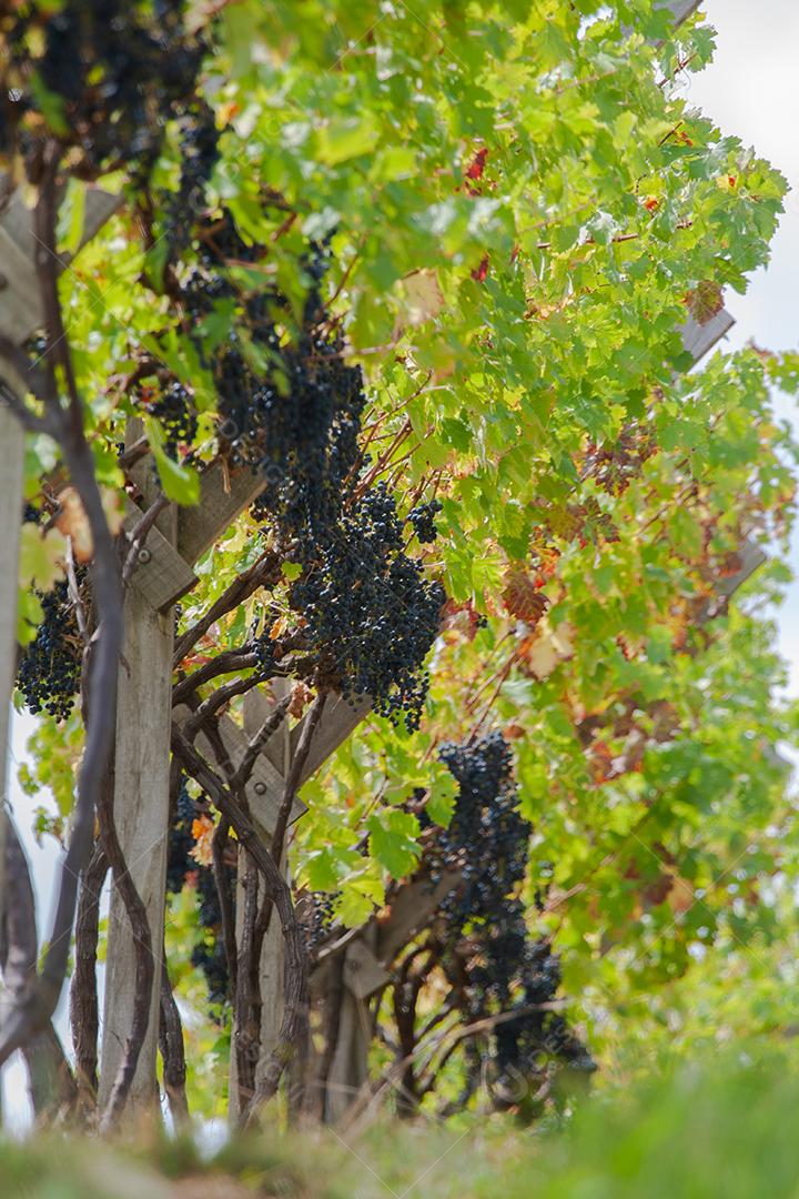 Colheita e produção de uva na serra catarinense