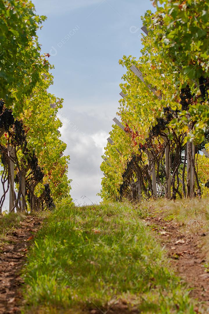 Colheita e produção de uva na serra catarinense
