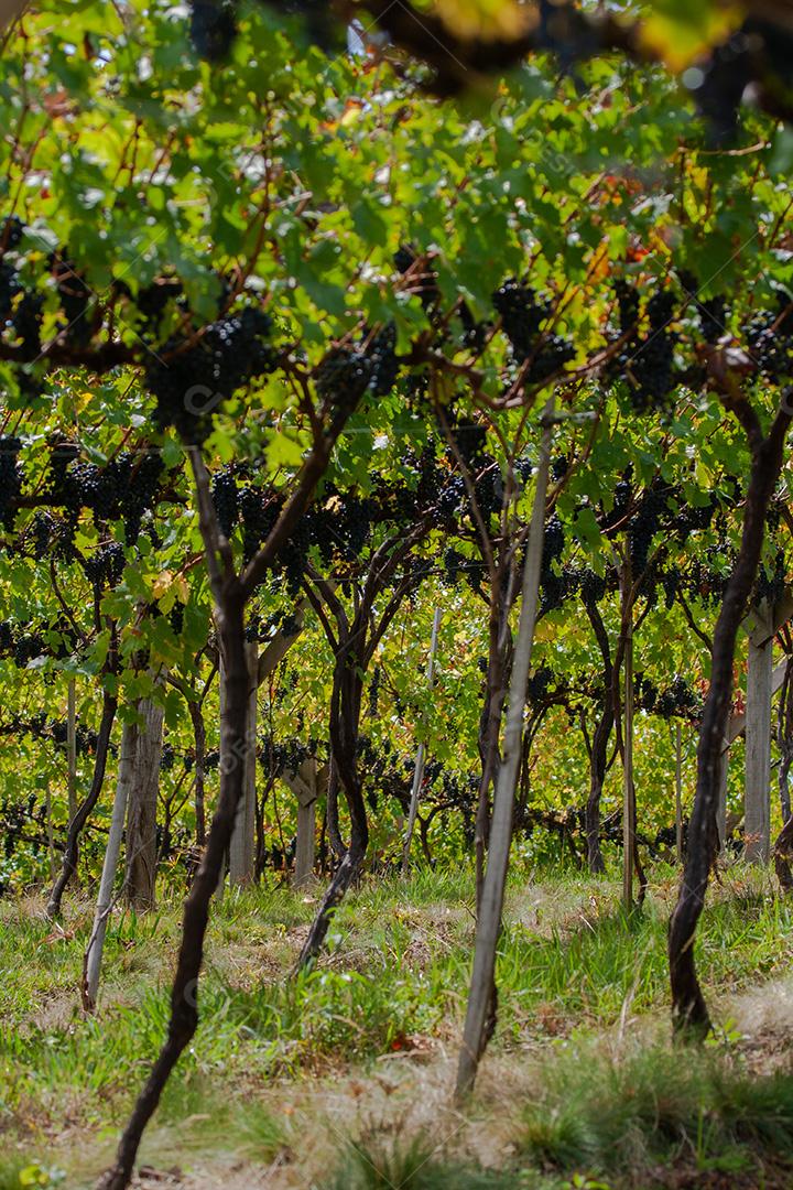 Colheita e produção de uvas na serra catarinense