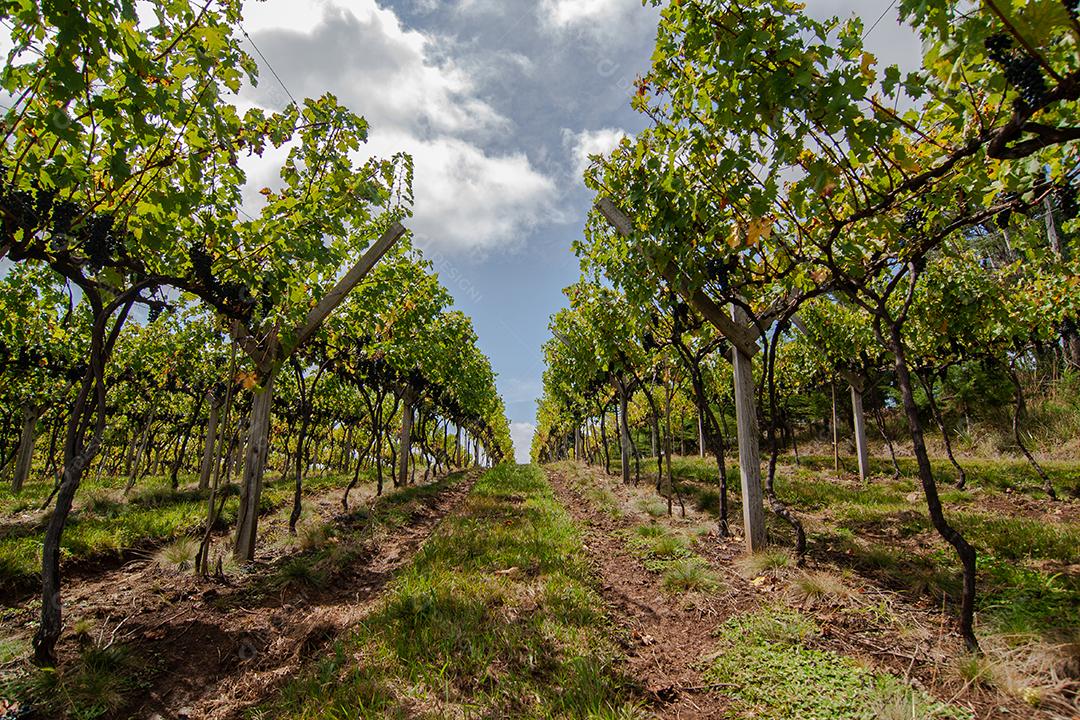 Colheita e produção de uva na serra catarinense