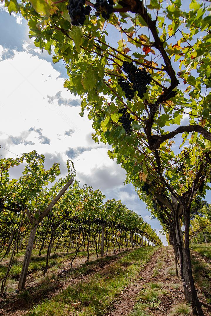 Colheita e produção de uvas na serra catarinense