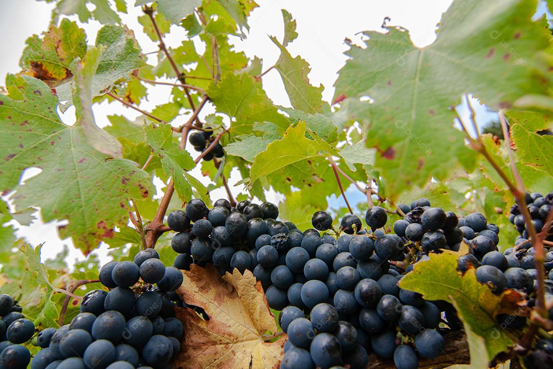 Colheita e produção de uva na serra catarinense