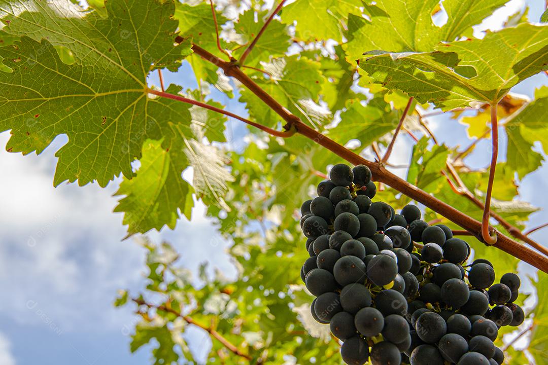 Colheita e produção de uvas na serra catarinense