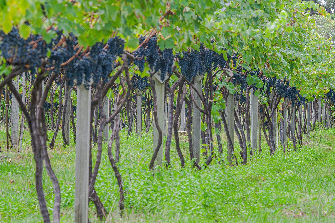 Colheita e produção de uva na serra catarinense