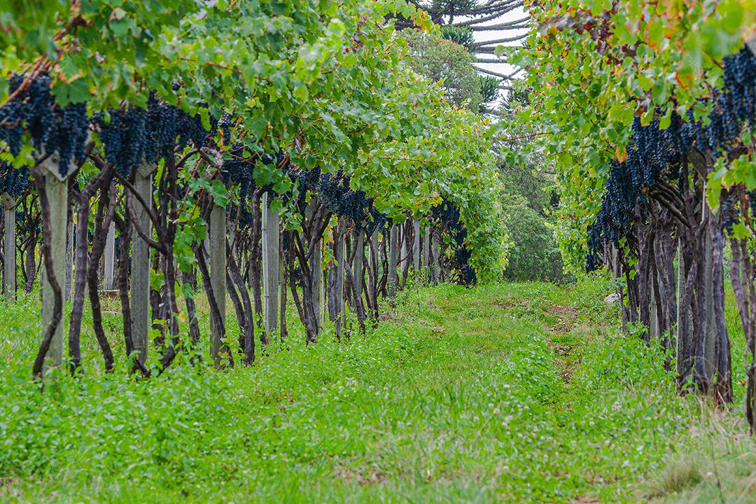 Colheita e produção de uva na serra catarinense