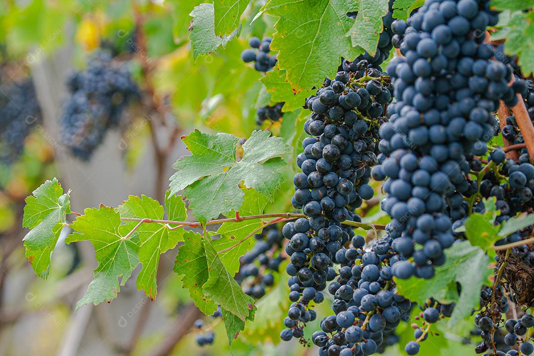 Colheita e produção de uva na serra catarinense