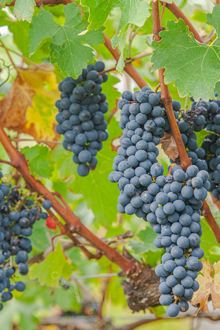 Colheita e produção de uva na serra catarinense