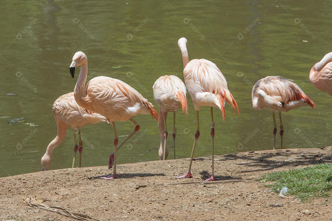 Flamingos cor de rosa ao lado de um lago
