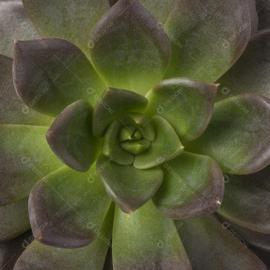 Folhas de plantas suculentas verdes e roxas