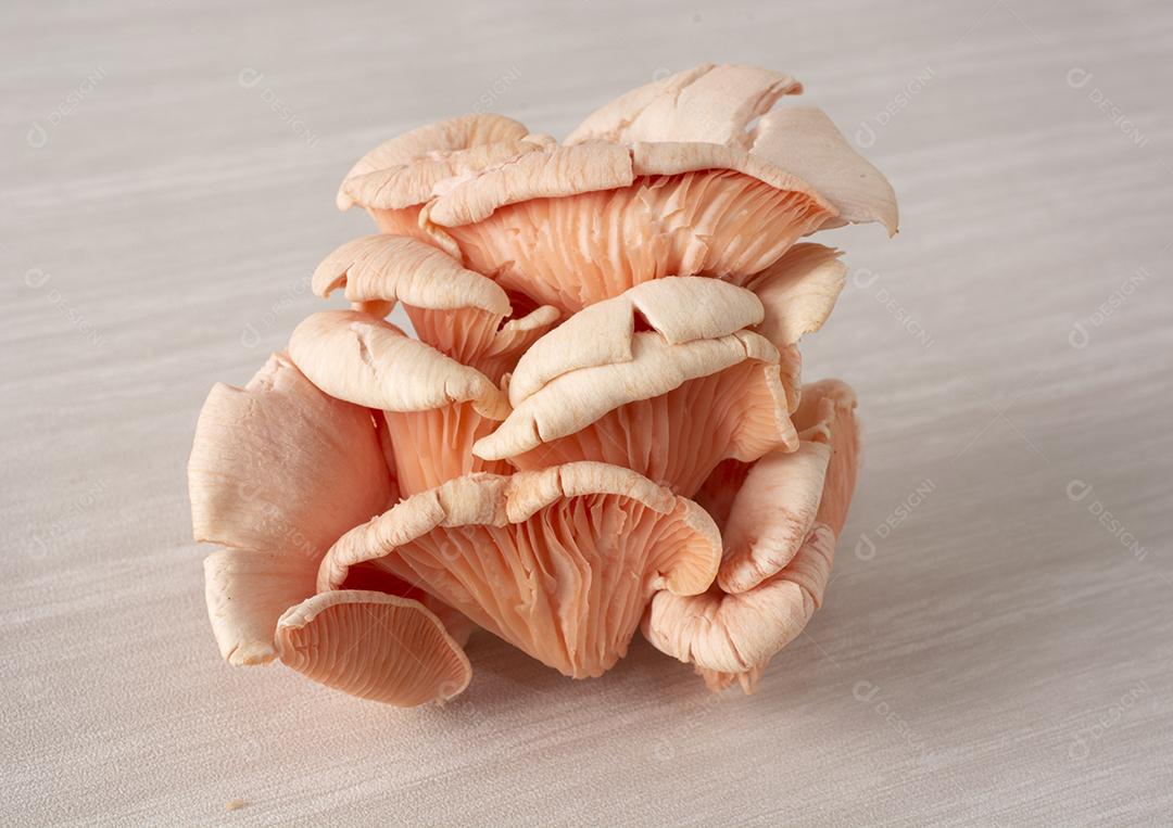 Cogumelos de salmão sobre fundo de madeira