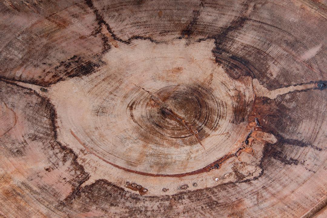 Veias tronco de árvore de textura de fundo