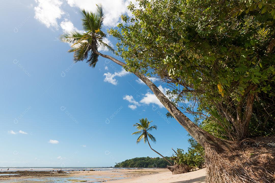 Praia tropical com coqueiros inclinados na Ilha de Boipeba Bahia Brasil