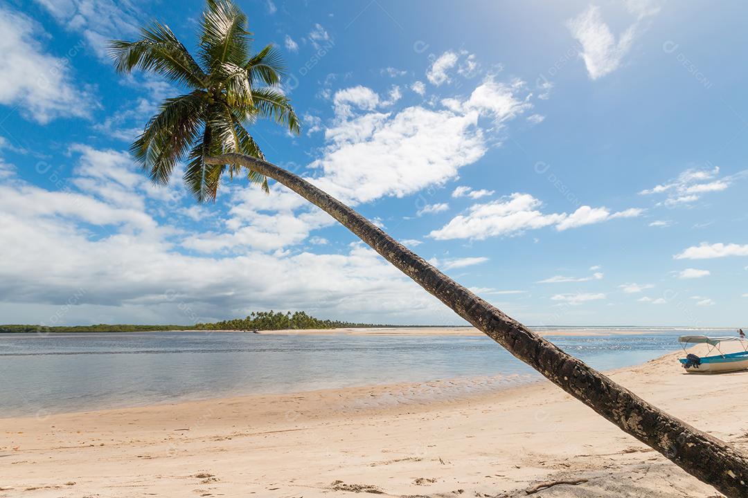 Praia tropical com palmeiras de coco inclinada na Ilha de Boipeba Bahia