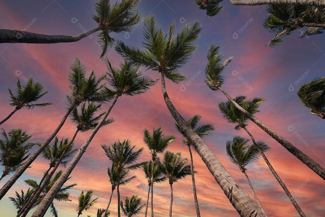 Paisagem tropical com coqueiros e céu azul no fundo