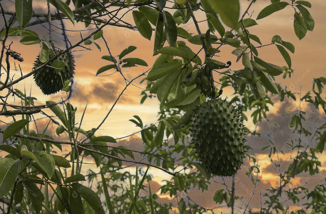 Soursop verde ou maçã de creme espinhoso na árvore