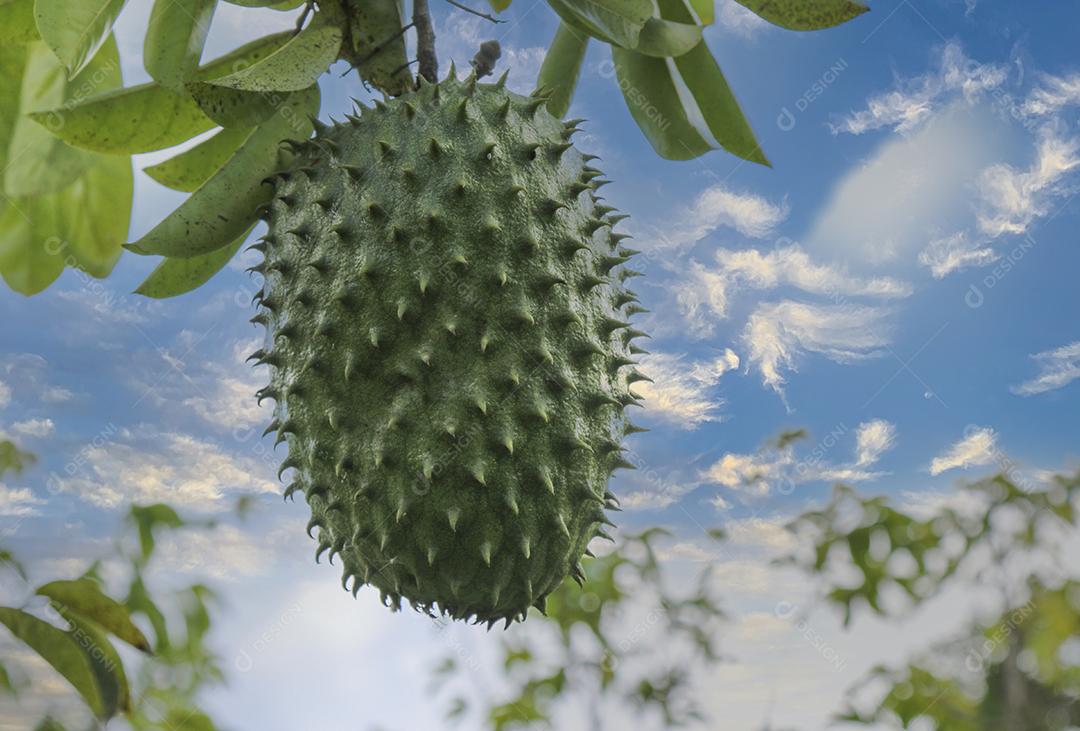 Soursop verde ou maçã de creme espinhoso na árvore