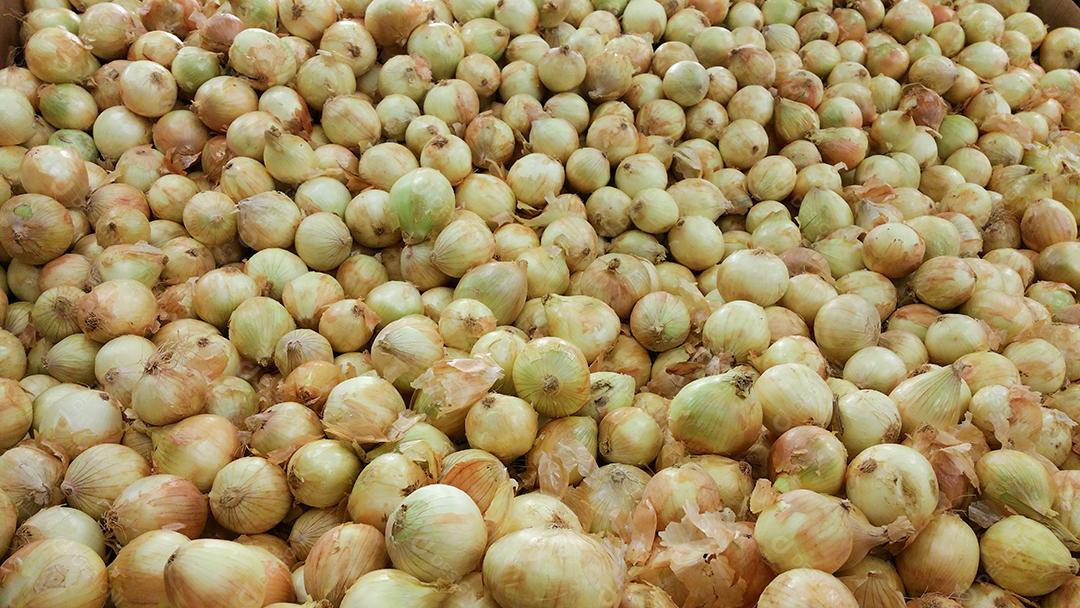 Cebolas no mercado. Cebolas redondas maduras e frescas são vendidas