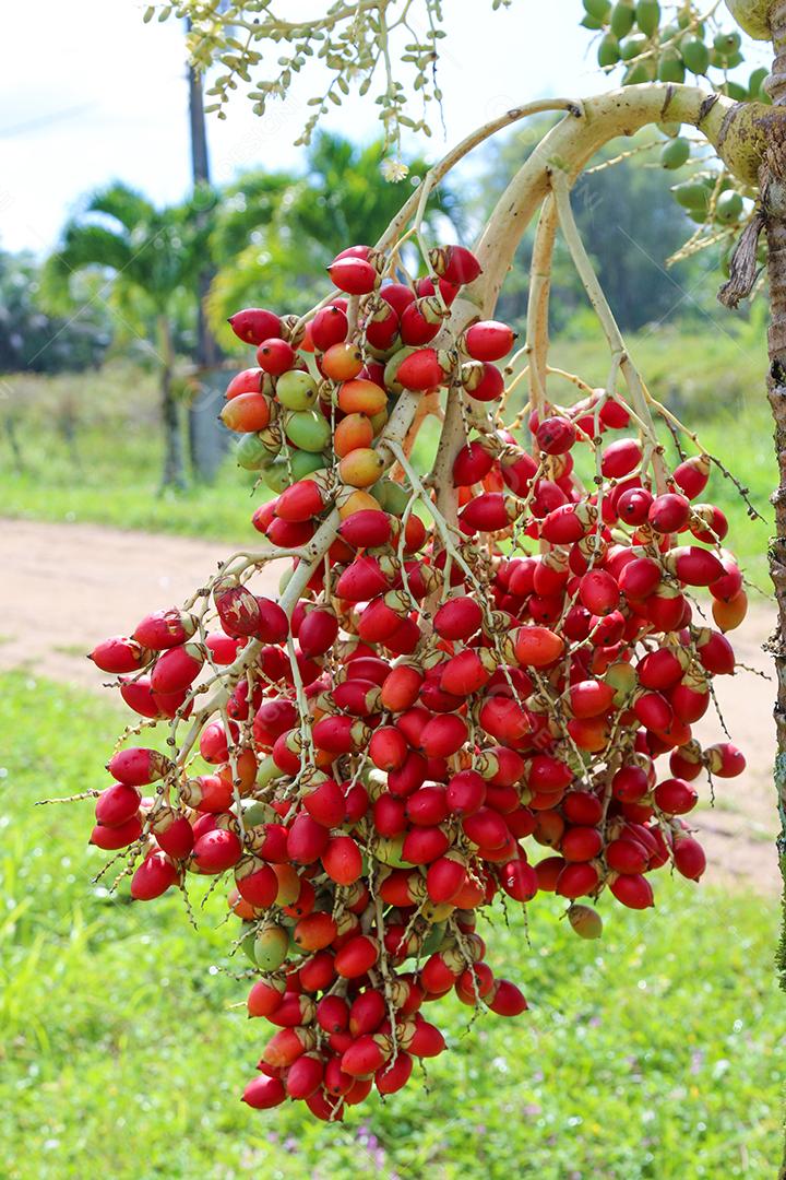 Manila palmeira semente crua em árvore, Veitchia merrillii