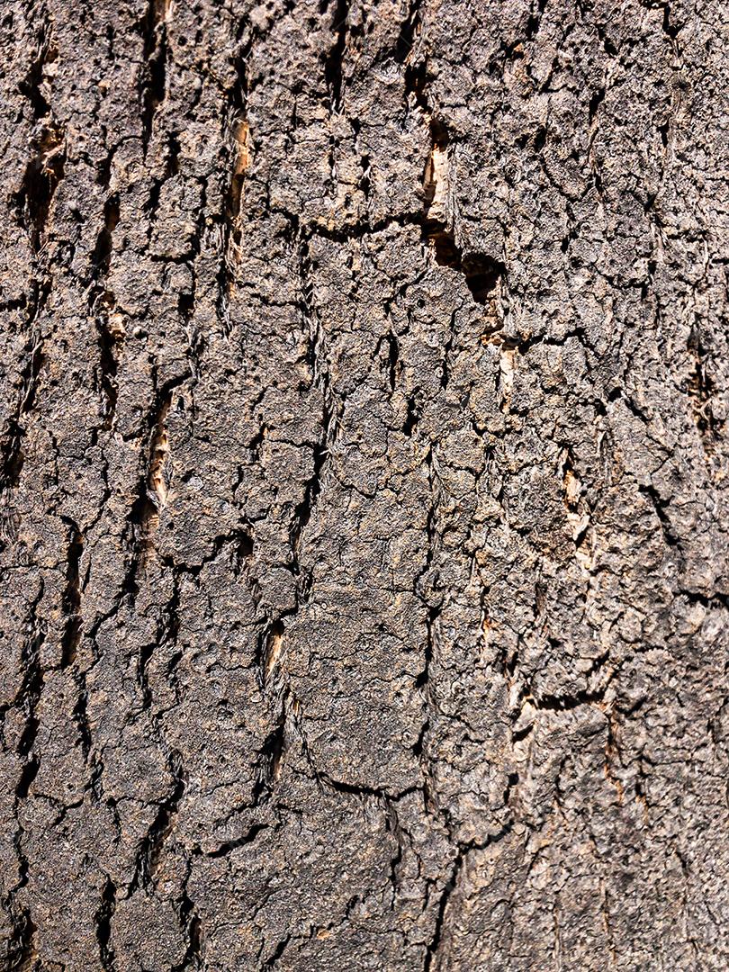 textura de casca de carvalho de cortiça