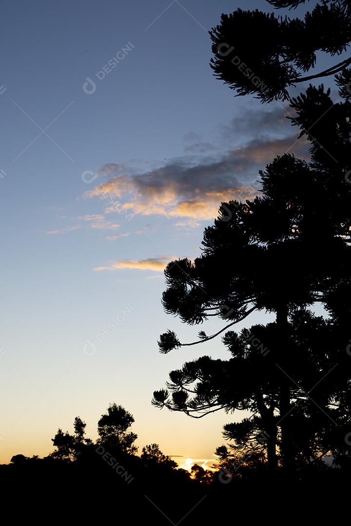 Silhueta de árvore na frente de um céu colorido ao pôr do sol no Brasil.